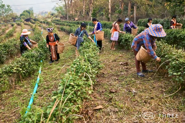 a group of women harvesting fields at the THREE farm in Thailand